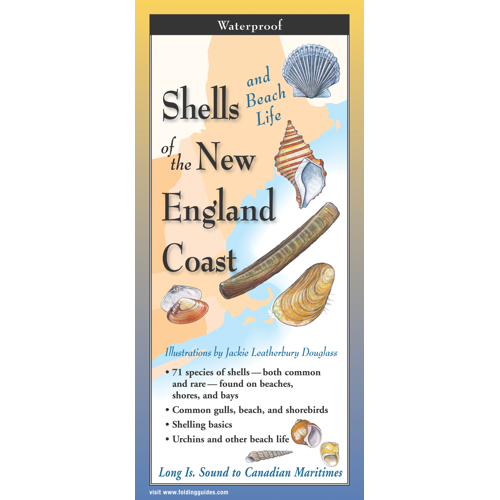 Shells of the New England Coast